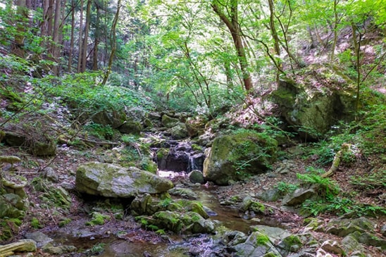 世界遺産熊野古道